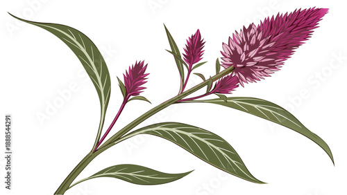 Vibrant Celosia Cristata Flower Illustration on White Background.