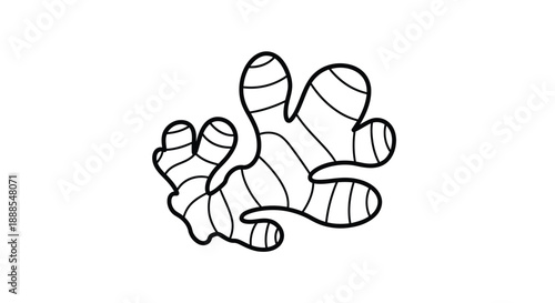 Detailed illustration of ginger root in a striking black silhouette