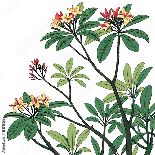 Botanical Illustration of Frangipani Flowers and Foliage.