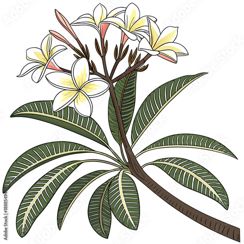 Elegant Frangipani Blossom Illustration with Striped Leaves.