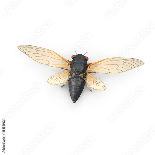 Cicada insect specimen isolated on transparent background