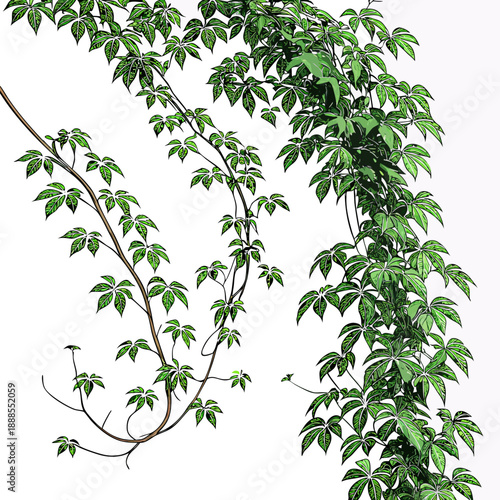 Virginia Creeper Vines with Green Leaves on White Background.