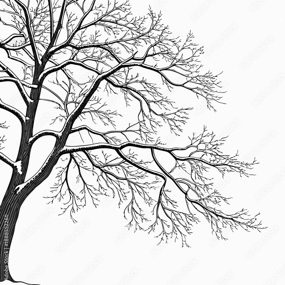Fototapeta premium Winter Tree Silhouette Bare Branches Against a White Sky 2.