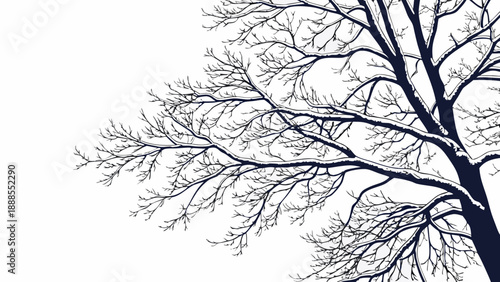 Winter Tree Silhouette Bare Branches Against a White Sky 3.