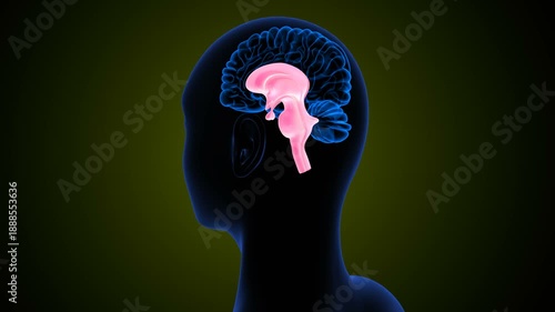 Human Brainstem Anatomy with yellow colourful background. 3d illustrations