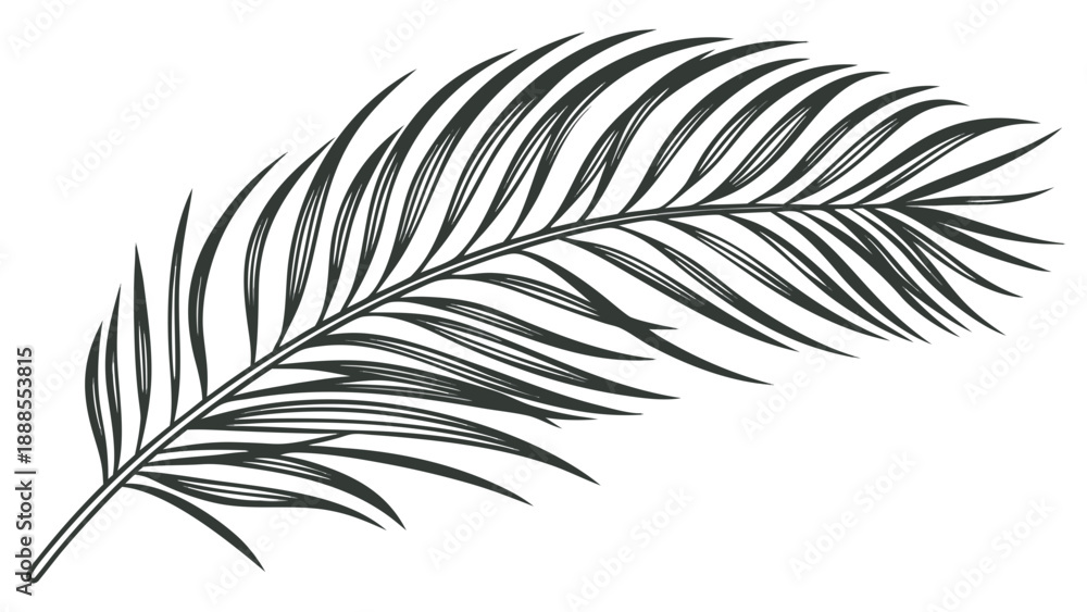 Fototapeta premium Elegant Palm Leaf Illustration A Detailed Botanical Drawing.