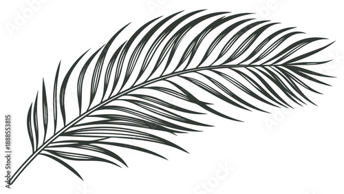 Elegant Palm Leaf Illustration A Detailed Botanical Drawing.
