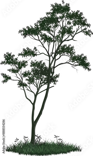 Elegant Tree Silhouette with Lush Green Foliage and Grass.