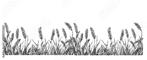 black and white drawing of wheat in the field