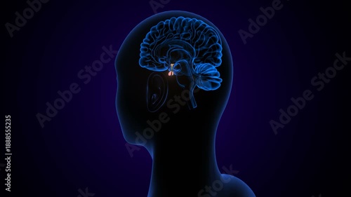 Human Pituitary Gland Location and Anatomy with violet colour background. 3d render