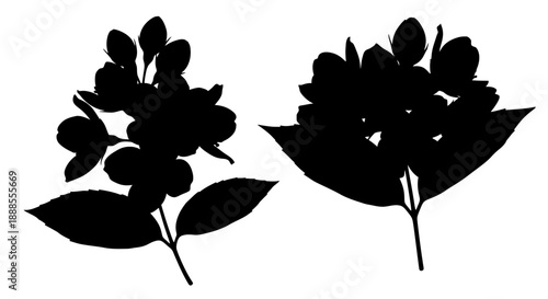 Elegant silhouette illustration of blooming jasmine flowers against a clean white backdrop
