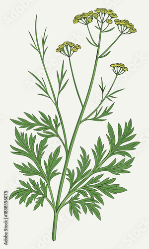 Vintage Parsley Illustration A Detailed Botanical Study.