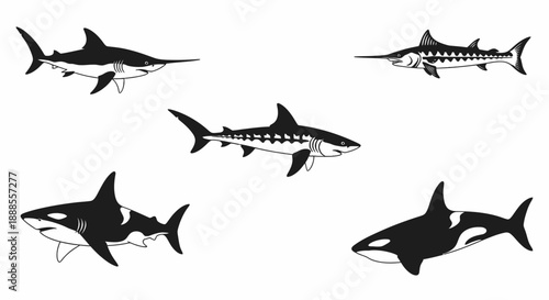 Monochrome illustrations of various shark and orca species creating nautical marine life artwork