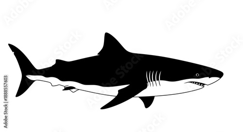 Striking silhouette of a great white shark swimming gracefully in the deep blue sea