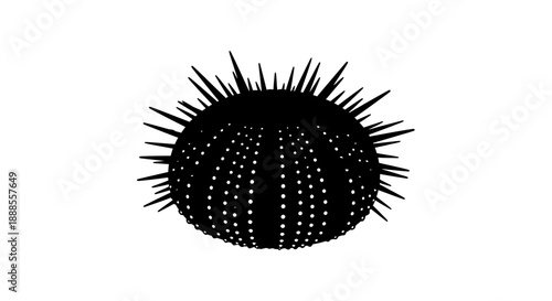 Silhouette of a Sea Urchin with Spines and Dotted Pattern on a White Background