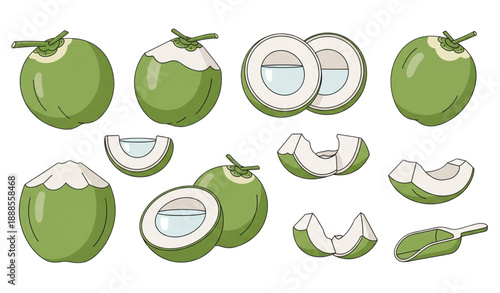 Green coconut vector set with whole sliced and halved coconuts