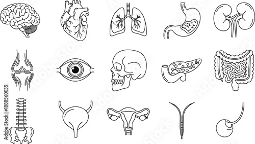 Human anatomy line art, medical organs illustration, black and white vector, educational body parts, internal system diagram, healthcare graphics