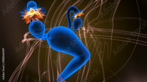 Female reproductive system anatomy. 3d illustrations