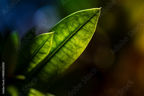 The beauty of leaf veins revealed in backlight