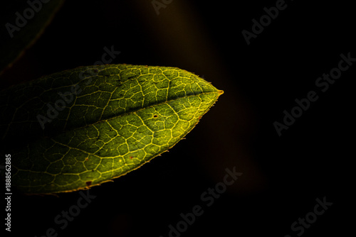 The beauty of leaf veins revealed in backlight