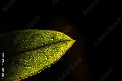 The beauty of leaf veins revealed in backlight