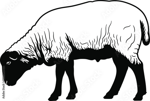 Black and white illustration of a sheep in profile