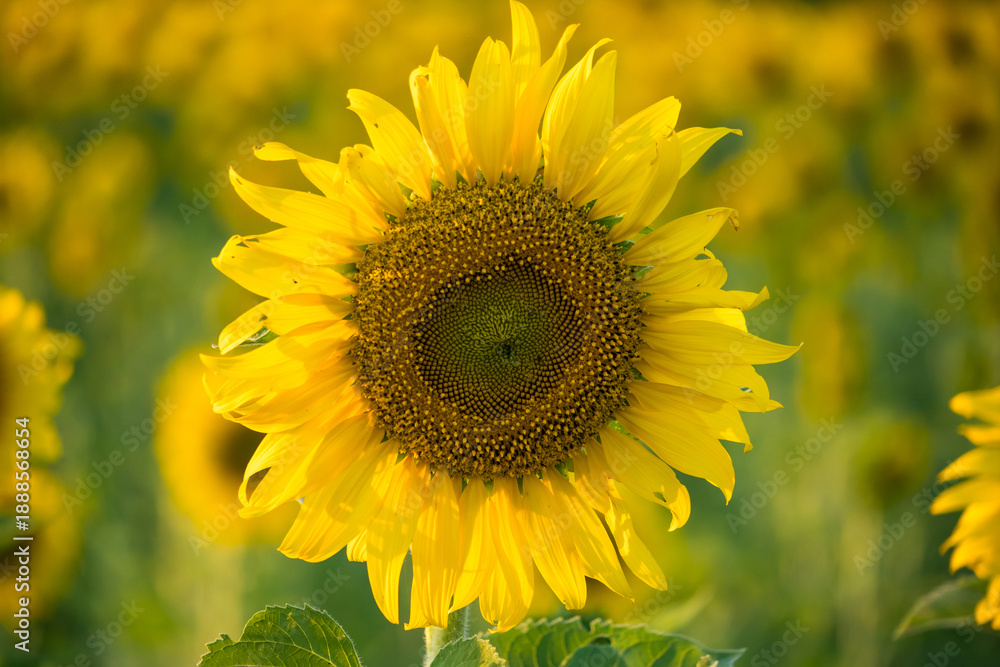 Fototapeta premium Close-up of a bright yellow sunflower in full bloom with a blurred field of sunflowers in the background