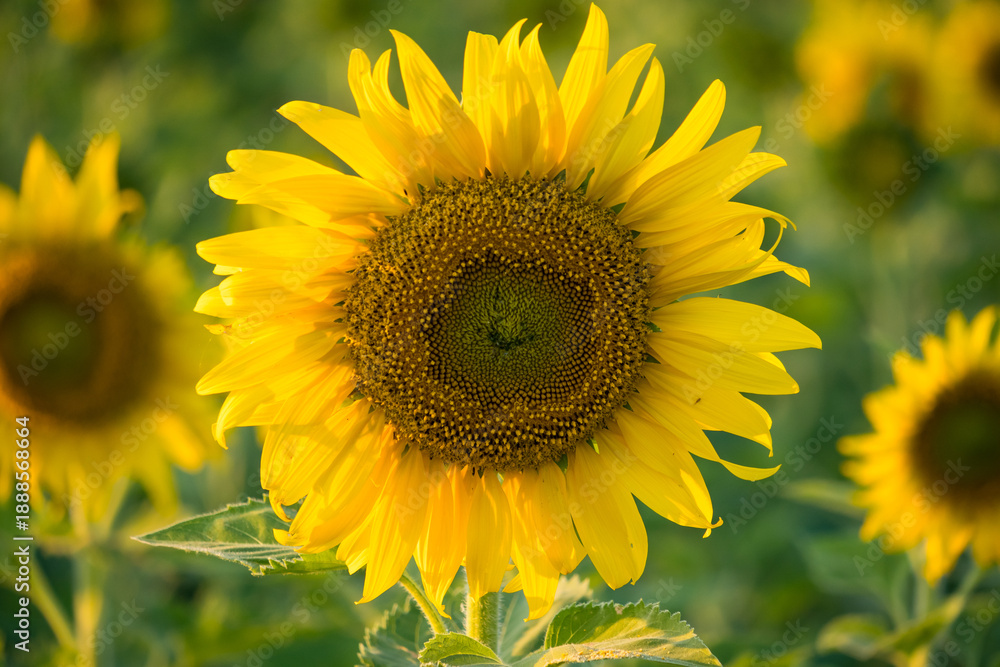 Obraz premium Close-up of a bright yellow sunflower in full bloom with a blurred field of sunflowers in the background