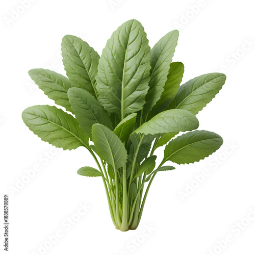 Fresh green yu choy sum vegetable leaves with detailed veins isolated on transparent background