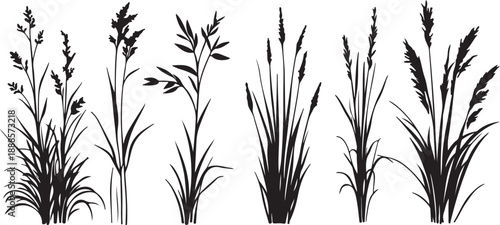 Would you like me to generate a similar description for a different type of plant or crop?