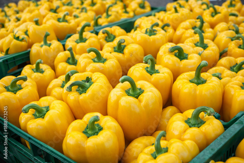 Wallpaper Mural Fresh Ripe Yellow Bell Peppers in Plastic Crates at the Grocery Market Torontodigital.ca