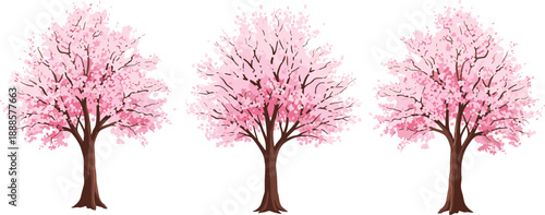 Set of three blooming pink cherry blossom trees isolated on white background for spring nature floral 