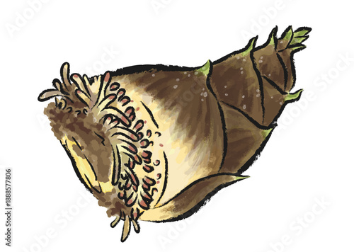 掘りたてで根がついたままの新鮮なたけのこ　手描き筆タッチのイラスト