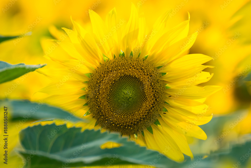 Obraz premium Close-up of a bright yellow sunflower in full bloom with a blurred field of sunflowers in the background