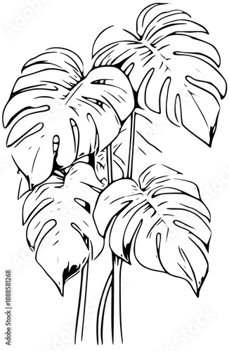 Monstera Deliciosa Plant Illustration