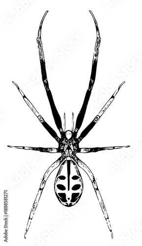 Black widow spider illustration with detailed body and legs