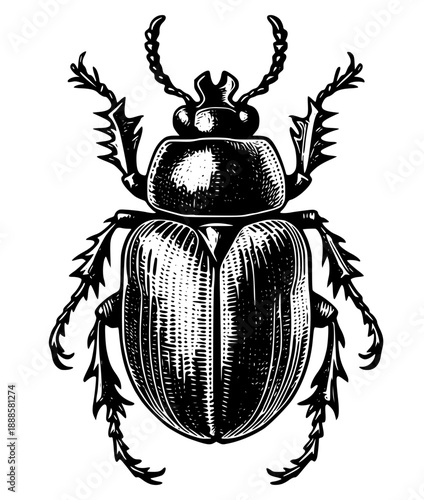 Detailed illustration of a black beetle with thorn-like protrusions