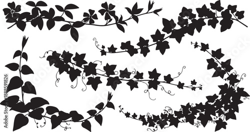 Black Silhouette of Ivy Leaves and Vines on White