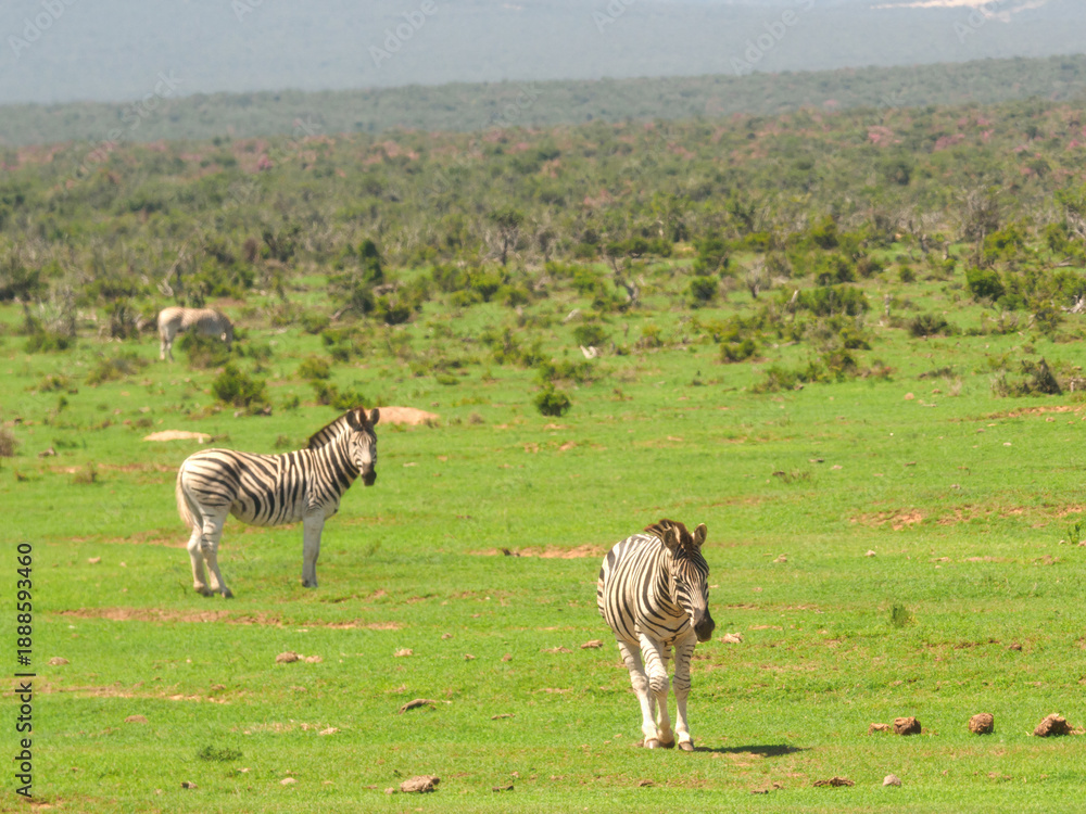 Obraz premium Zebras grazing in the wild grassland of a South African national park. Perfect for wildlife, safari, conservation, and African travel content. Natural habitat, open savanna, iconic wildlife