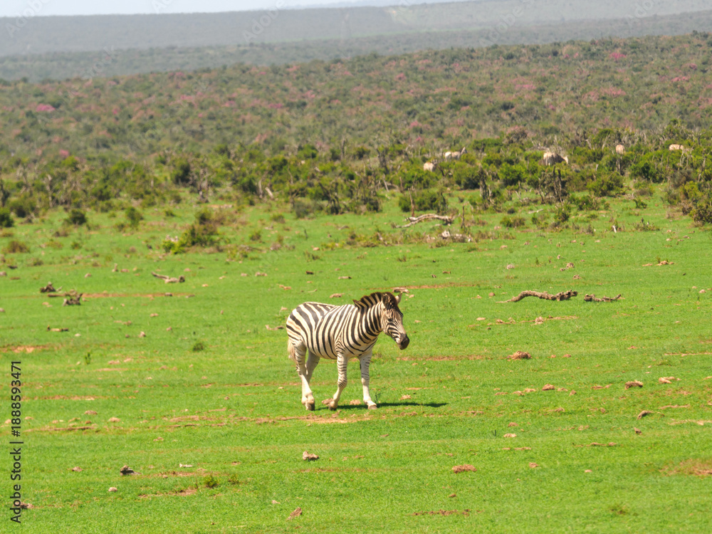 Obraz premium Zebras grazing in the wild grassland of a South African national park. Perfect for wildlife, safari, conservation, and African travel content. Natural habitat, open savanna, iconic wildlife