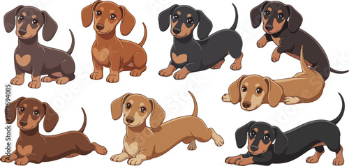 Cute Dachshund Dog Vector Illustration Set Playful Poses and Color Variations