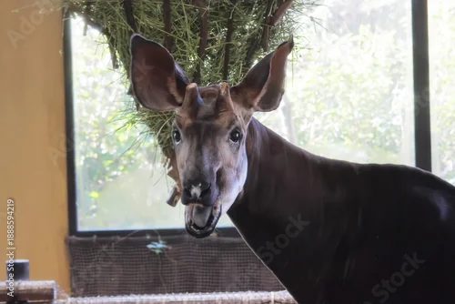 Fototapeta samoprzylepna オカピ