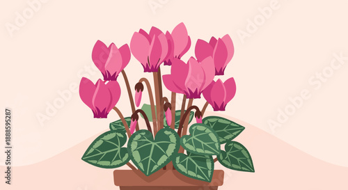 A potted cyclamen plant with vibrant pink flowers and green leaves
