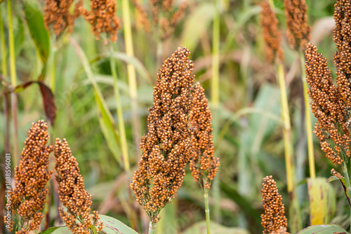 Close-up of ripe sorghum plants growing in a cultivated field with dense heads of reddish-brown grain ready for harvest