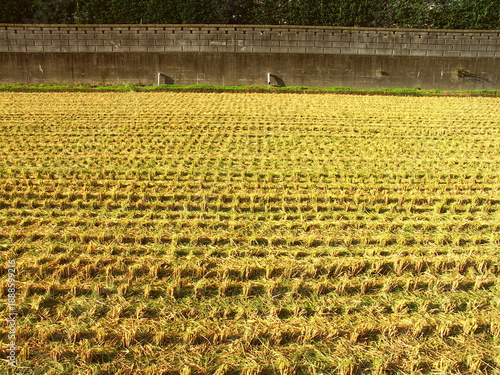 Wallpaper Mural 坂の上から見る晩夏の朝日の当たる刈り取り後の田んぼ風景 Torontodigital.ca
