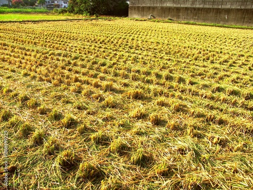 Wallpaper Mural 坂の上から見る晩夏の朝日の当たる刈り取り後の田んぼ風景 Torontodigital.ca