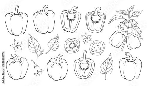Hand drawn bell pepper line art set with botanical plant and vegetable illustrations