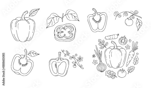 Minimal hand drawn bell pepper line art vector set vegetable illustration