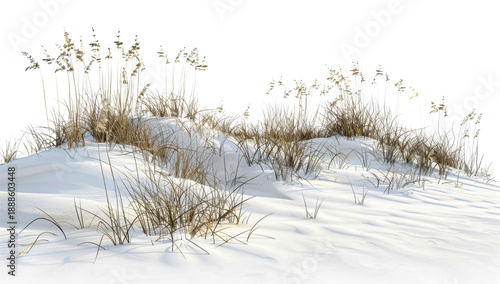 Coastal Beach Grass on White Sand Dune on Transparent Background. PNG.