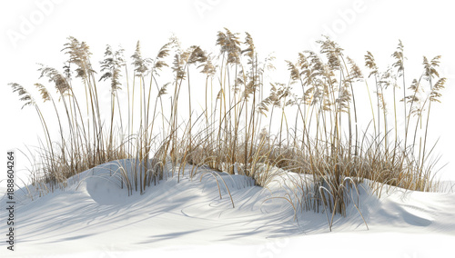 Coastal Beach Grass on White Sand Dune on Transparent Background. PNG.